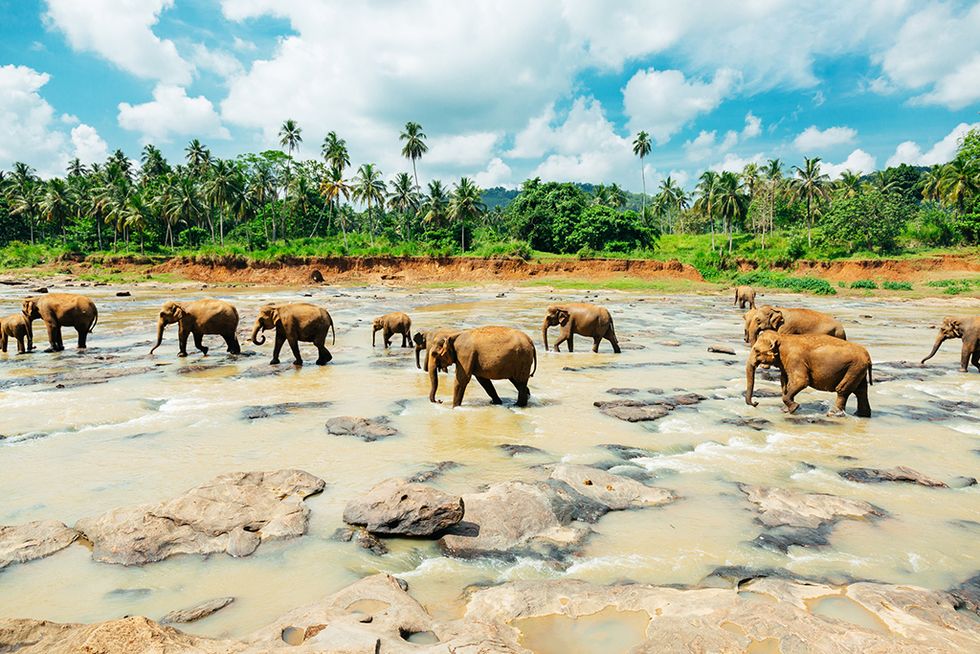 Natural landscape, Water resources, Elephant, Terrestrial animal, Adaptation, Working animal, Plain, Wildlife, Elephants and Mammoths, Rural area, 