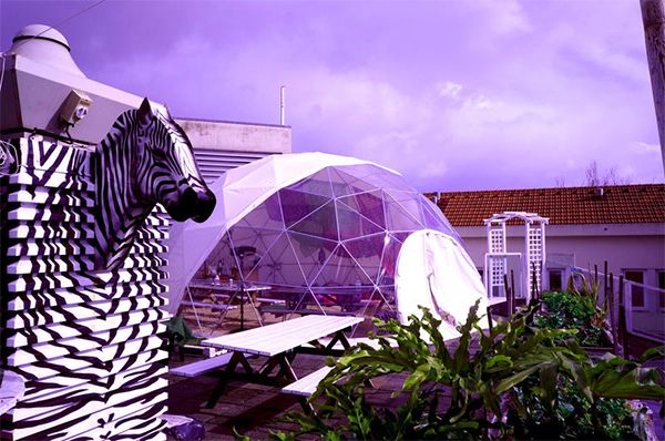 Zebra, Purple, Violet, Lavender, Tent, Outdoor furniture, Yard, 