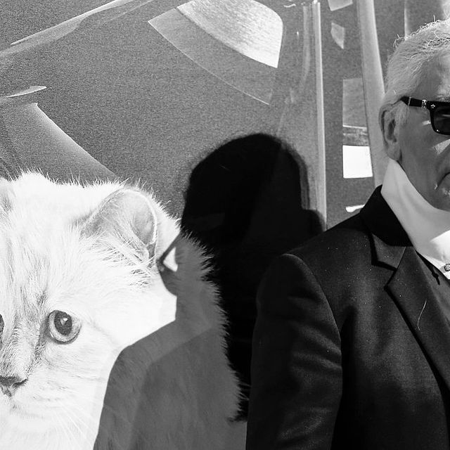 White, Cat, Black-and-white, Eyewear, Felidae, Whiskers, Head, Small to medium-sized cats, Glasses, Suit, 