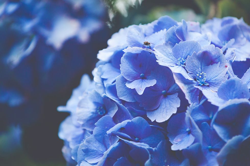 Blue, Petal, Flower, Colorfulness, Botany, Flowering plant, Electric blue, Majorelle blue, Annual plant, Close-up, 