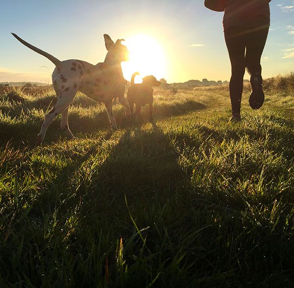 Sky, Canidae, Dog, Grass, Morning, Sunlight, Sporting Group, Fawn, Backlighting, Evening, 