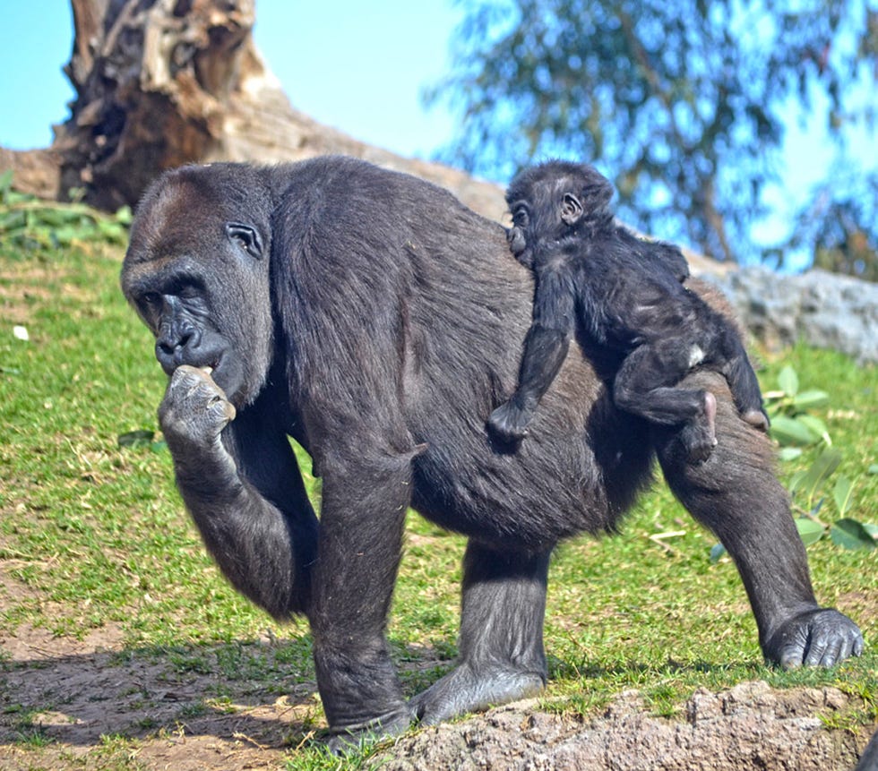Mammal, Vertebrate, Primate, Terrestrial animal, Wilderness, Wildlife, Zoo, Grass, National park, Snout, 