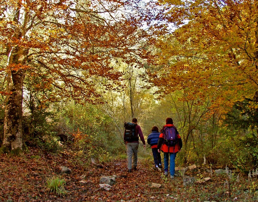 People in nature, Natural landscape, Tree, Nature, Leaf, Autumn, Northern hardwood forest, Trail, Woodland, Deciduous, 