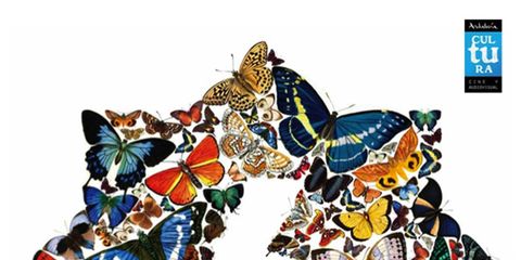Text, Colorfulness, Font, Pollinator, Poster, Graphics, Graphic design, Insect, Illustration, Butterfly, 