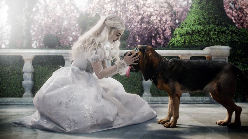 Dog breed, Carnivore, Dress, Dog, Wedding dress, Companion dog, Long hair, Veil, Bridal clothing, Gown, 