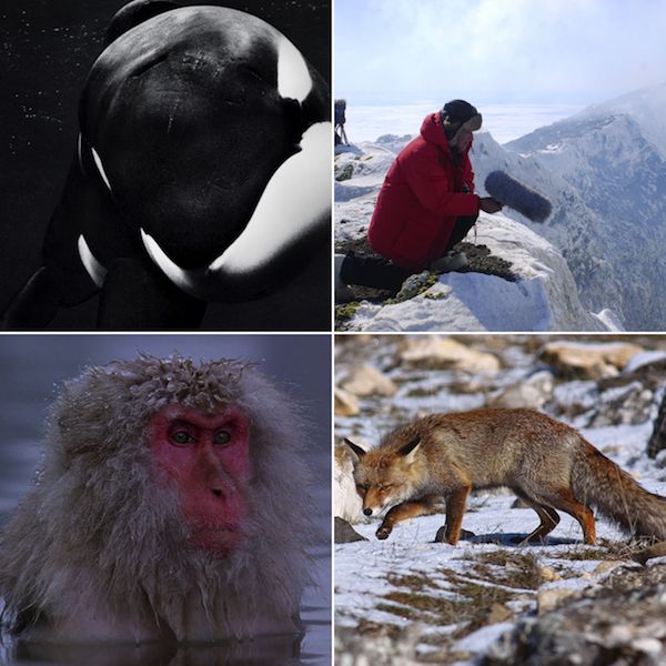 Los 40 mejores documentales de naturaleza según IMDb