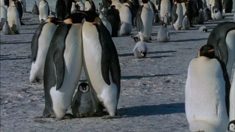 penguin, vertebrate, flightless bird, king penguin, bird, emperor penguin, adÃ©lie penguin, beak,