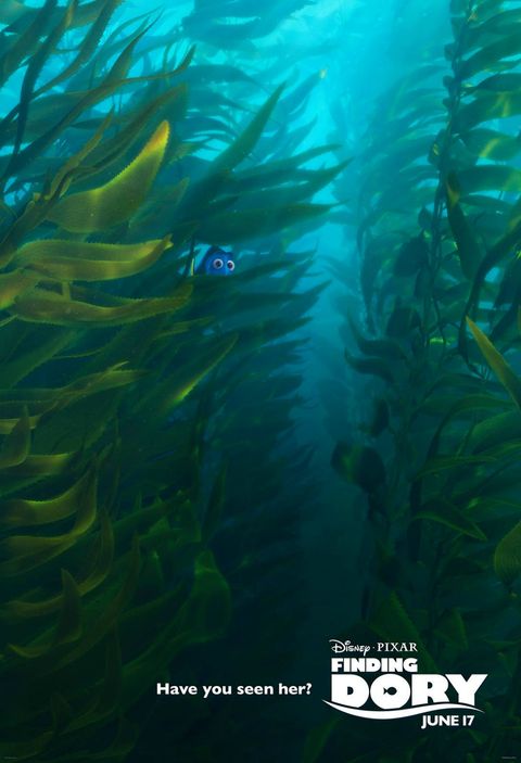 Organism, Fluid, Underwater, Seaweed, Coral, Macrocystis, Marine biology, Aquatic plant, Algae, Sea anemone, 