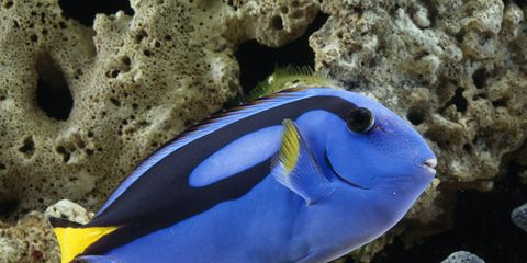 Organism, Underwater, Natural environment, Vertebrate, Fish, Electric blue, Majorelle blue, Azure, Marine biology, Coral, 