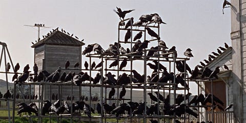 Resultado de imagen de hitchcock los pájaros fotograma
