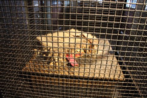 Cage, Vertebrate, Pet supply, Mesh, Animal shelter, Poultry, Bird, Fur, Zoo, Claw, 