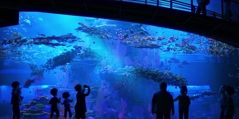 Organism, Vertebrate, Majorelle blue, Electric blue, World, Cobalt blue, Underwater, Marine biology, Freshwater aquarium, Fish, 