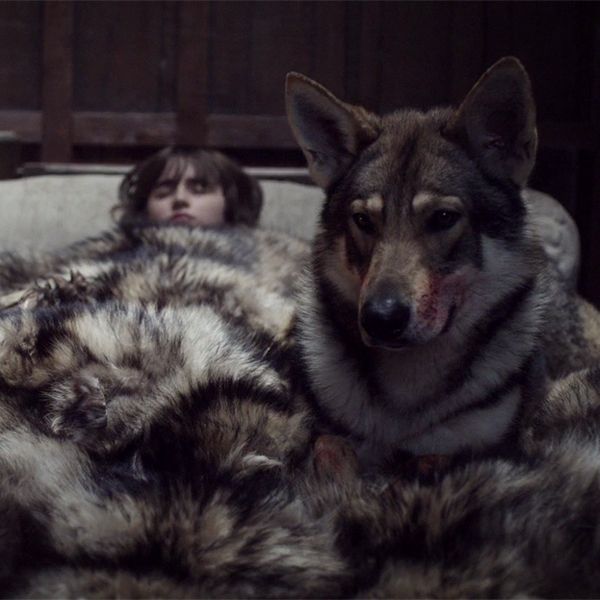 Dónde están los lobos huargos de la Casa Stark de 'Juego de Tronos'?