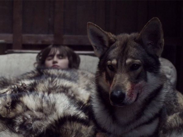 ¿Dónde están los lobos huargos de la Casa Stark de 'Juego de Tronos'?