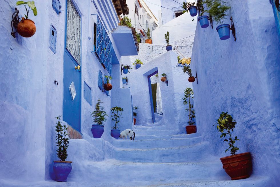 Blue, Majorelle blue, Azure, Flowerpot, World, Snow, Lavender, Stairs, Vegetable, Calabaza, 