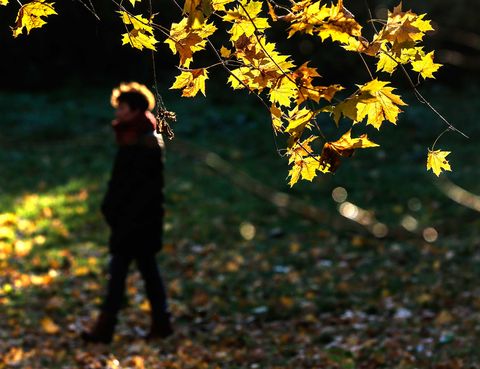 Human, Yellow, Leaf, People in nature, Deciduous, Autumn, Goldenrod, Northern hardwood forest, 