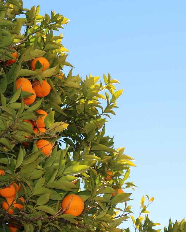 Citrus, Ingredient, Fruit tree, Fruit, Tangerine, Produce, Bitter orange, Mandarin orange, Orange, Orange, 