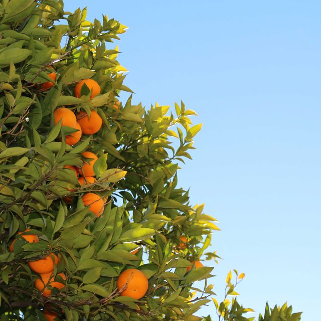 Citrus, Ingredient, Fruit tree, Fruit, Tangerine, Produce, Bitter orange, Mandarin orange, Orange, Orange, 