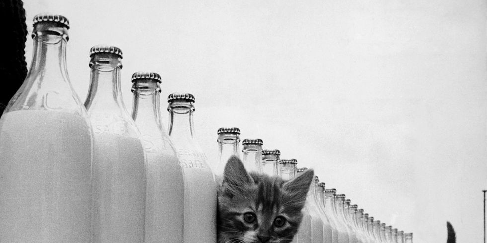 Bottle, Small to medium-sized cats, Carnivore, Felidae, Whiskers, Plastic bottle, Cat, Monochrome photography, Drinkware, Liquid, 