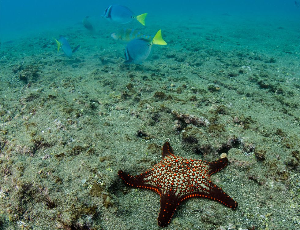 Body of water, Underwater, Organism, Fluid, Natural environment, Vertebrate, Water, Starfish, Aqua, Turquoise, 