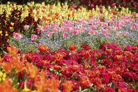 Petal, Flower, Red, Pink, Botany, Groundcover, Garden, Magenta, Wildflower, Plantation, 