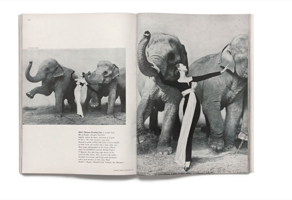 Elephant, Elephants and Mammoths, Organism, Indian elephant, Vertebrate, Terrestrial animal, Photograph, Working animal, Adaptation, Jaw, 