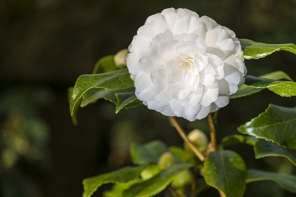 Dígaselo con flores: así es su lenguaje secreto