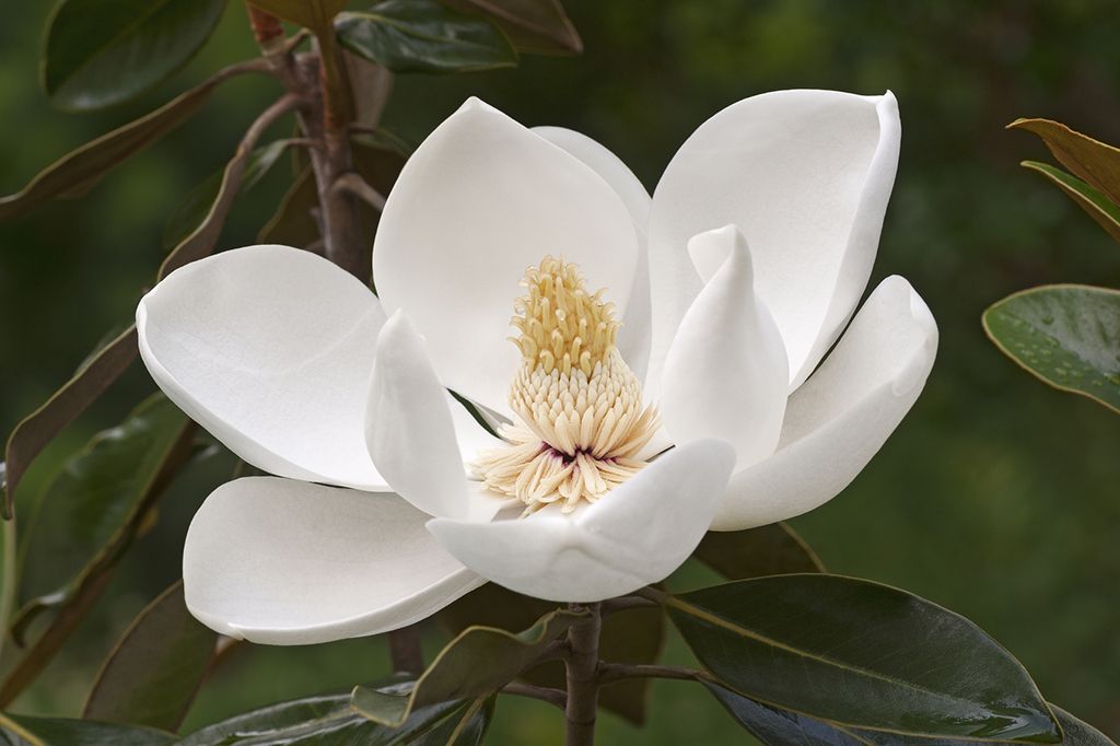 Dígaselo con flores: así es su lenguaje secreto