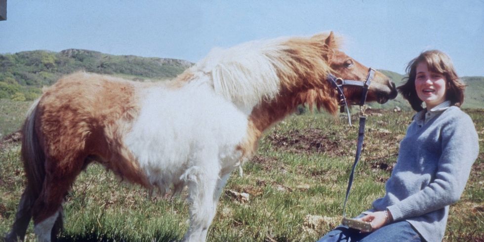 Horse, Mammal, Vertebrate, Shetland pony, Pony, Mane, Pasture, Mare, Livestock, Grassland, 