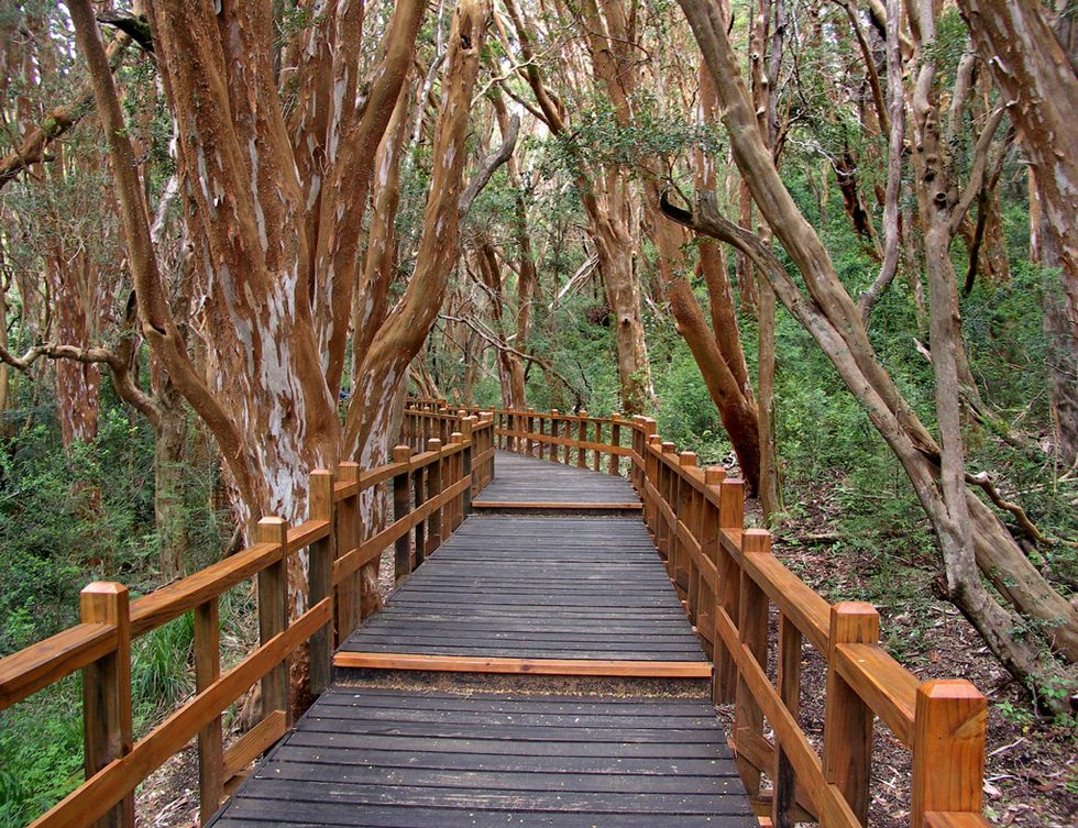 Wood, Bridge, Natural landscape, Leaf, Walkway, Nature reserve, Forest, Boardwalk, Trunk, Woodland, 