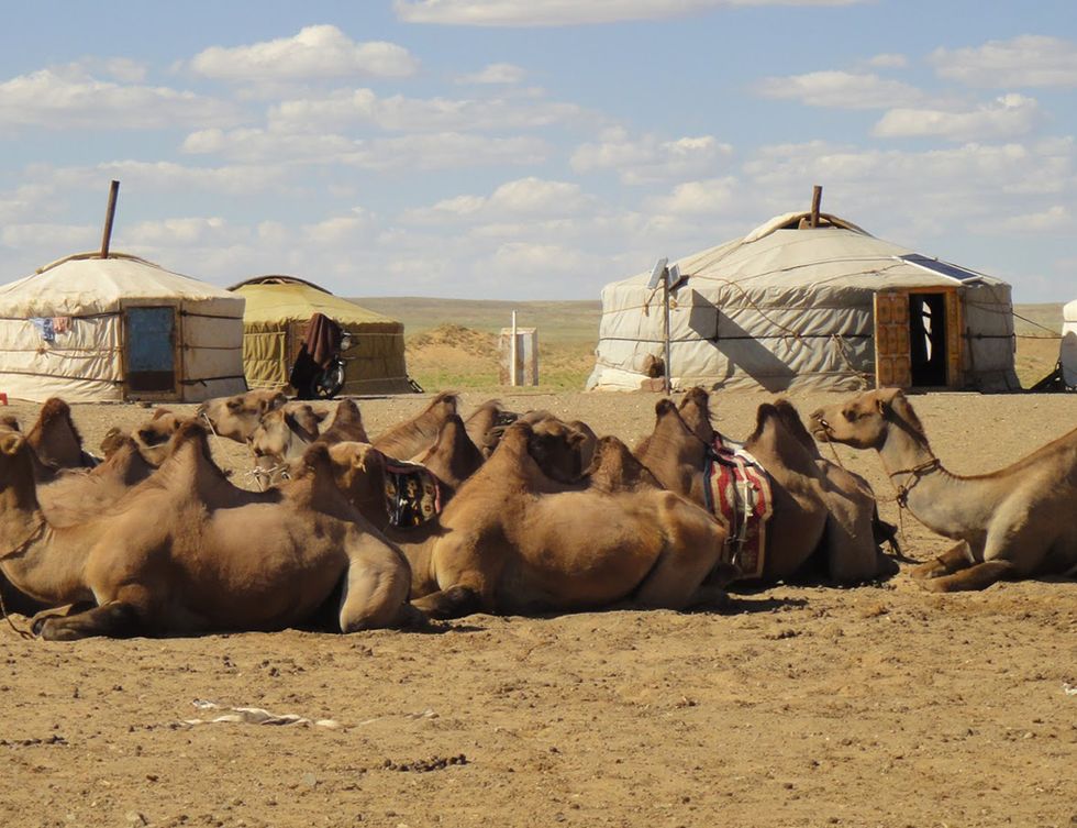 Camel, Camelid, Arabian camel, Herd, Ecoregion, Landscape, Adaptation, Wildlife, Sand, Desert, 