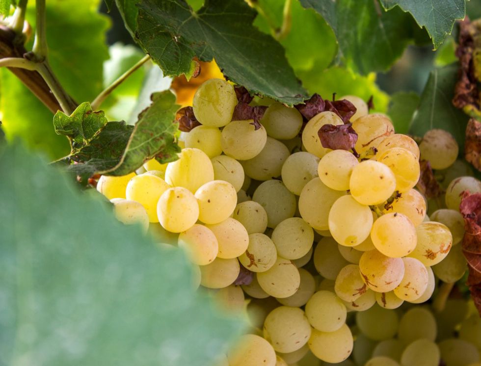 Seedless fruit, Fruit, Food, Fruit tree, Grape leaves, Grape, Grapevine family, Produce, Agriculture, Natural foods, 