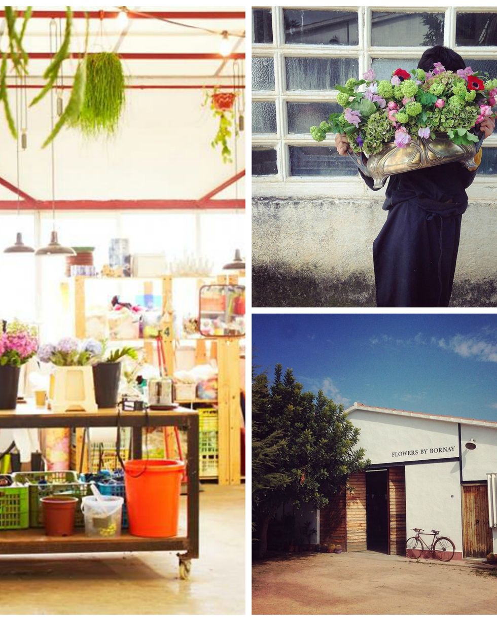 Home, Collage, Flower Arranging, Peach, Houseplant, Creative arts, Floral design, Floristry, Flowerpot, Shelving, 