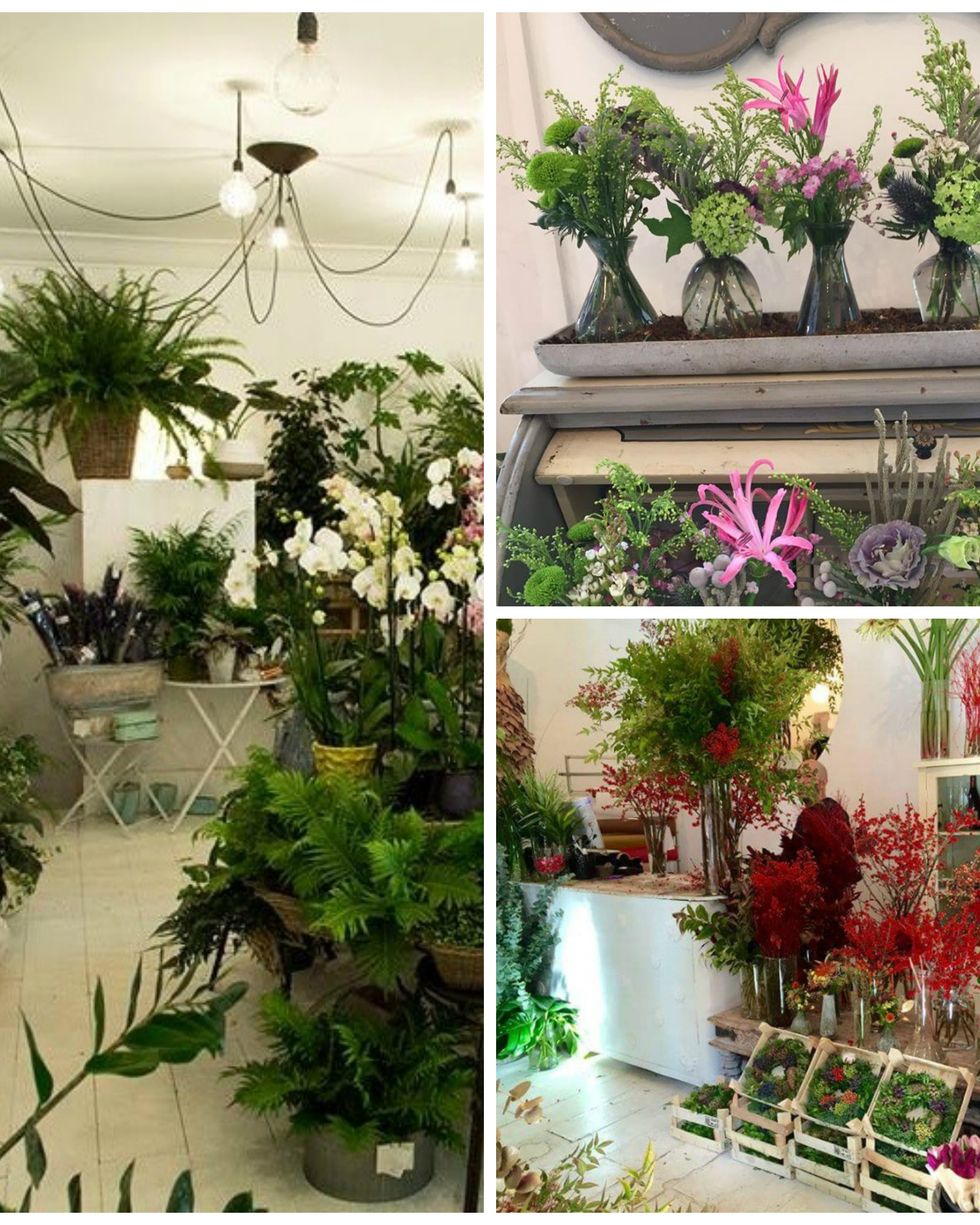 Plant, Petal, Magenta, Floristry, Flower Arranging, Shrub, Floral design, Cut flowers, Annual plant, Collage, 