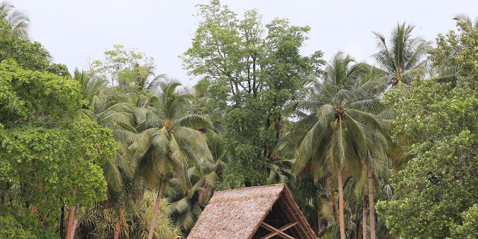 Tree, Thatching, House, Woody plant, Rural area, Hut, Bank, Arecales, Village, Tropics, 