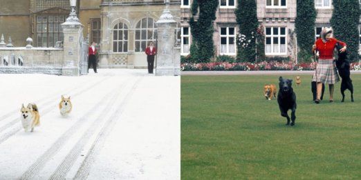Grass, Canidae, Lawn, Police dog, Dog walking, Building, Palace, Guard dog, Tourism, City, 