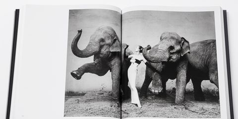 Elephant, Elephants and Mammoths, Indian elephant, Organism, Vertebrate, Photograph, Terrestrial animal, Adaptation, Working animal, African elephant, 