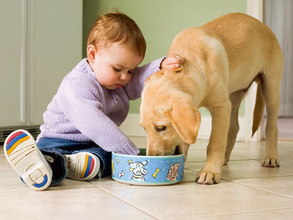 alimentación de perros en invierno