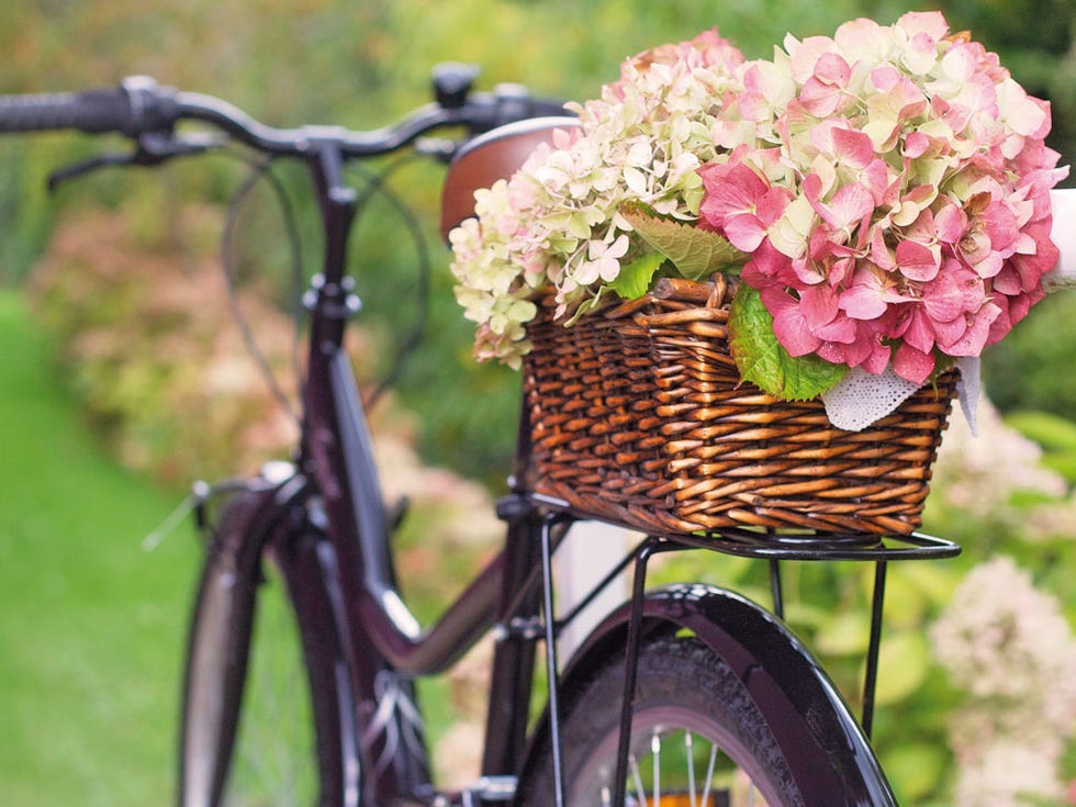 Bicycle wheel, Bicycle accessory, Bicycle part, Bicycle basket, Flower, Bicycle, Pink, Vehicle, Spring, Bicycle handlebar, 