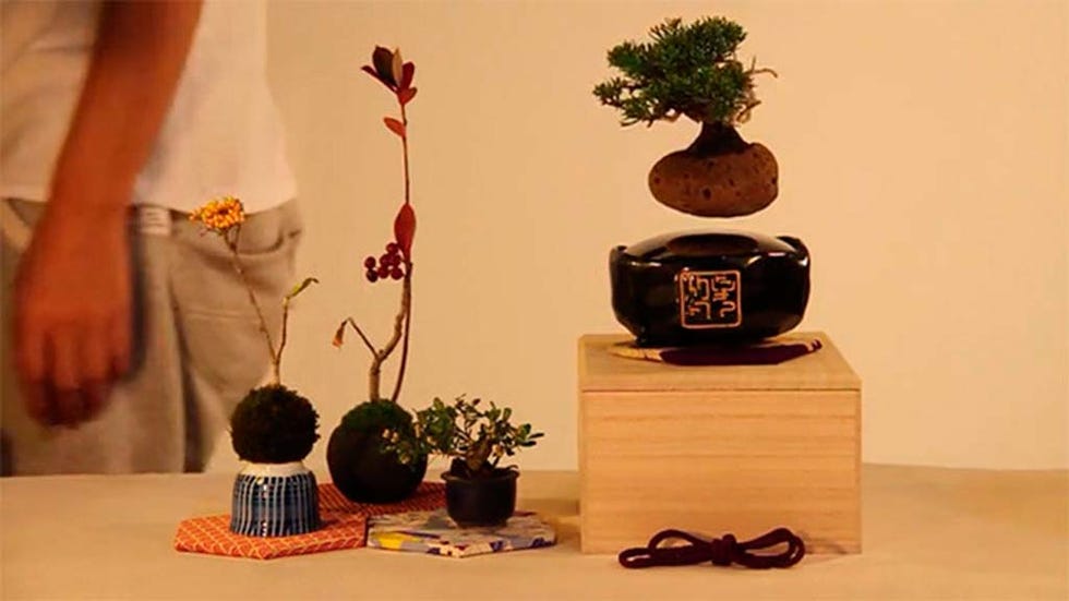 Flowerpot, Interior design, Botany, Houseplant, Still life photography, Vase, Plant stem, Artifact, Bonsai, Pottery, 