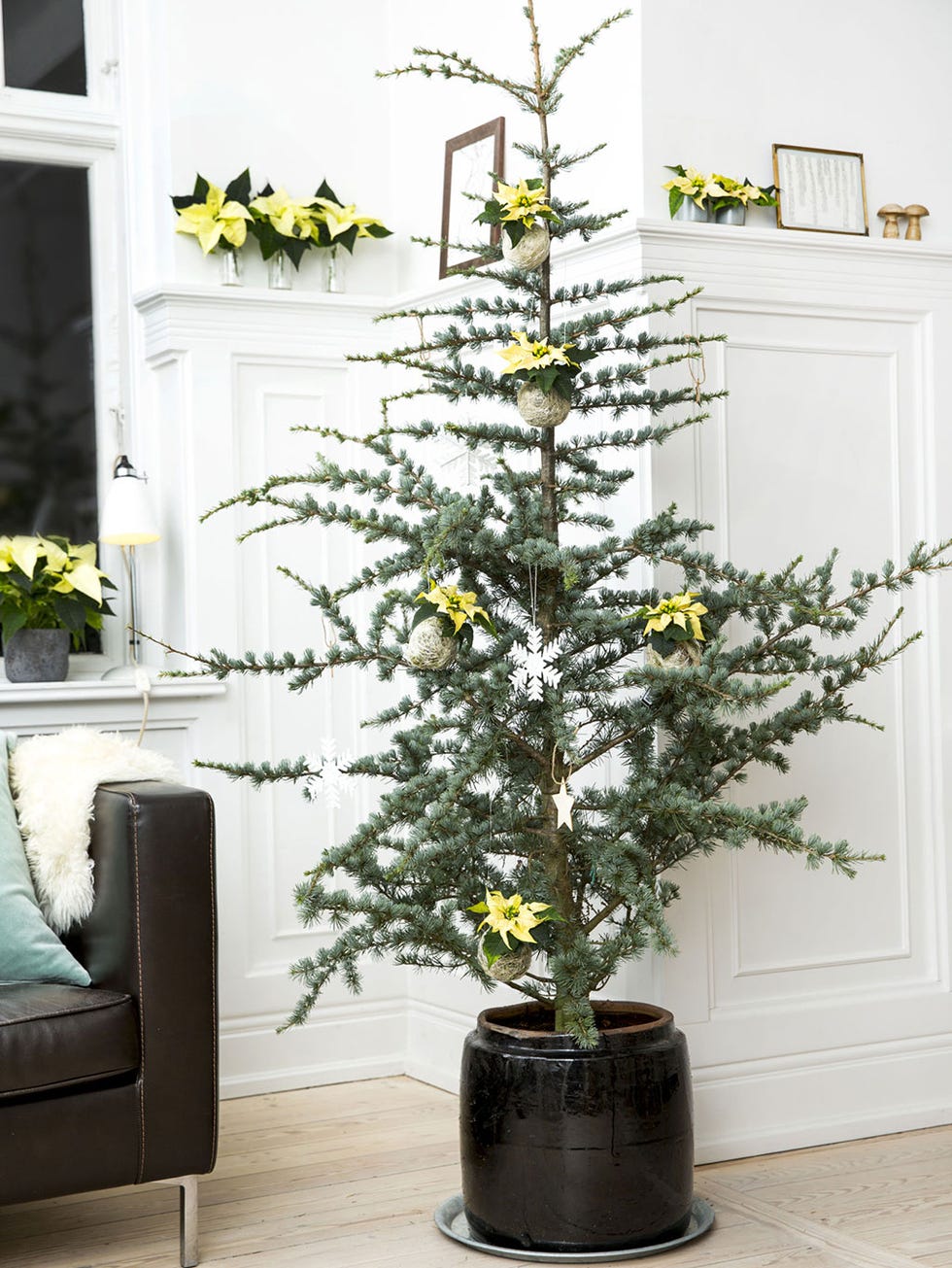 Plant, Colorado spruce, Flower, Christmas tree, Tree, Houseplant, Flowerpot, Christmas decoration, Branch, Evergreen, 