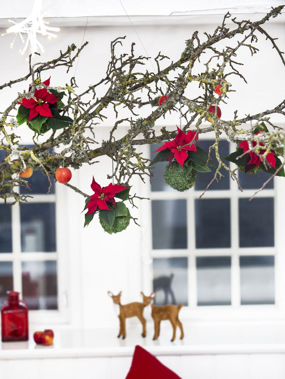 Red, Flower, Branch, Twig, Christmas decoration, Plant, Window, Room, Flowerpot, Architecture, 