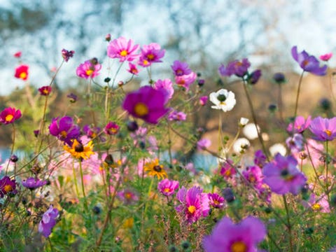 6 aromas que calman la ansiedad