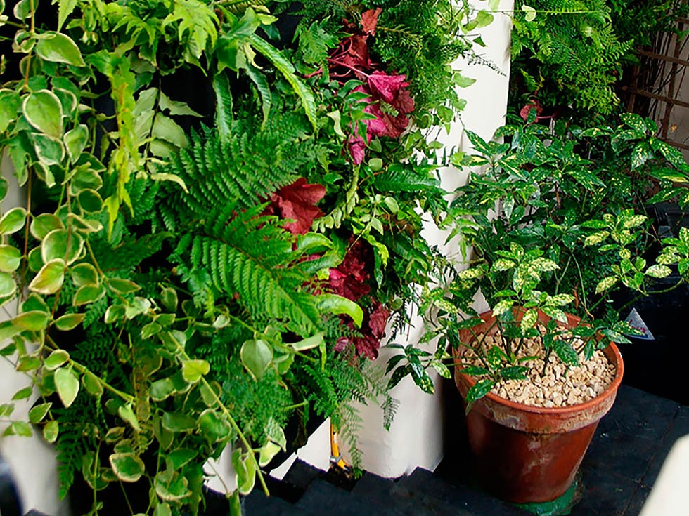 jardín vertical