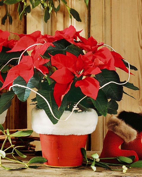 flor de pascua o poinsettia, la planta de interior favorita para decorar en navidad
