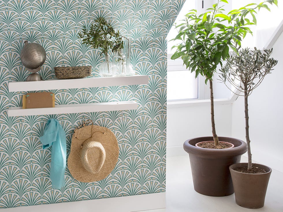 Flowerpot, Houseplant, Tree, Brown, Leaf, Plant, Room, Branch, Table, Furniture, 