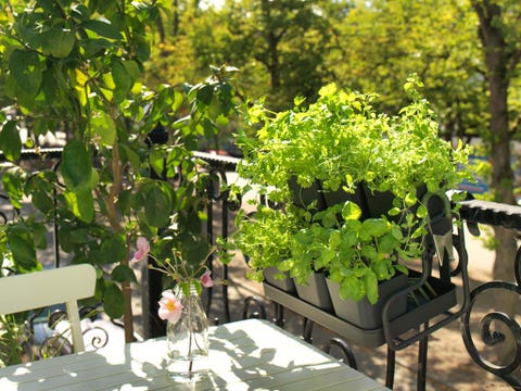 Consejos Para Regar Las Plantas Jardineria
