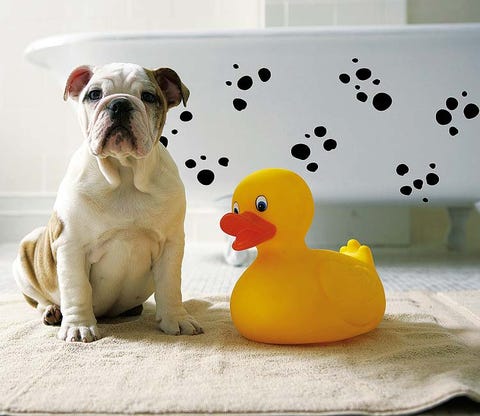 rubber ducky, Vertebrate, Dog, Bath toy, Carnivore, Dog breed, Ducks, geese and swans, Toy, Beak, Bulldog, 