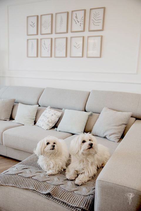 White, Room, Furniture, Canidae, Dog, Interior design, Living room, Home, Couch, Fur, 