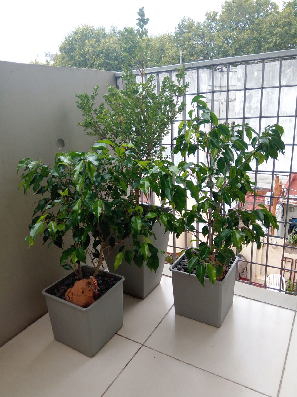 Plant, Flowerpot, Flower, Houseplant, Tree, Flowering plant, Shrub, Herb, 